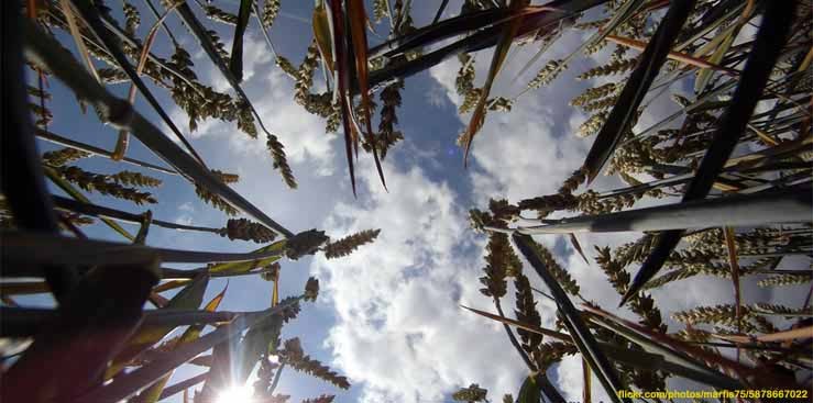 Sociedad Agronómica de Chile