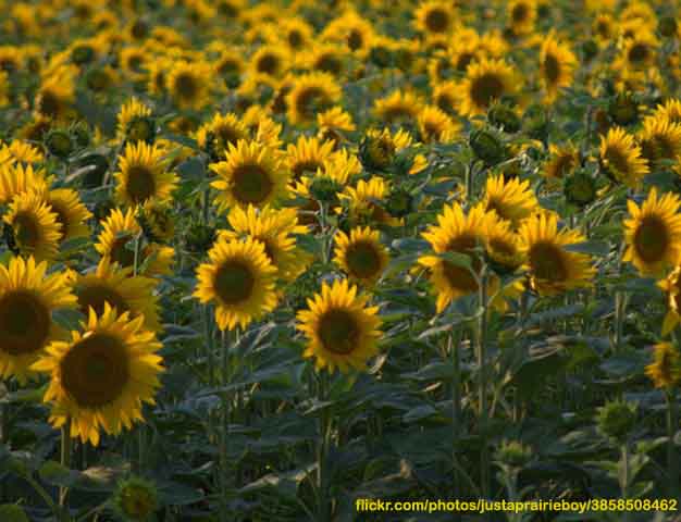 Sociedad Agronómica de Chile